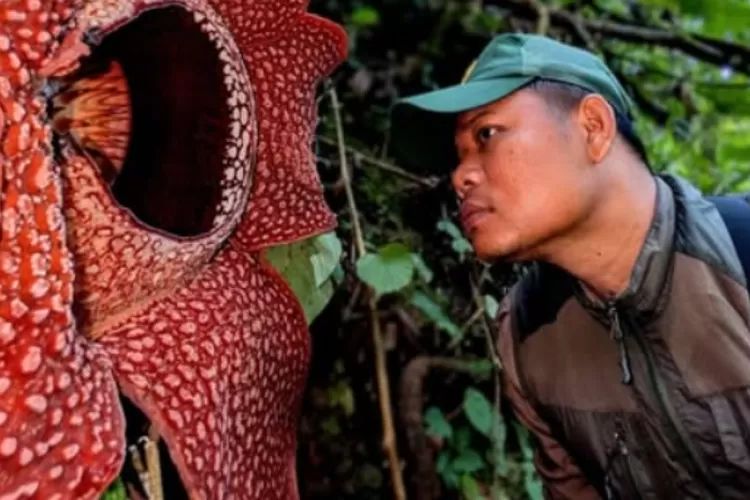 Oxford Dikritik Usai Tak Cantumkan Nama Peneliti RI soal Rafflesia Hasseltii